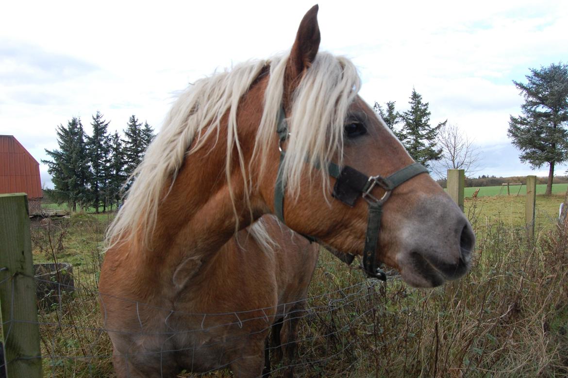 Haflinger Princess billede 7