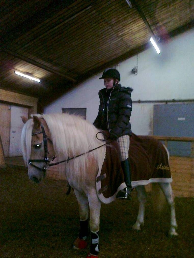Haflinger Asterix billede 10