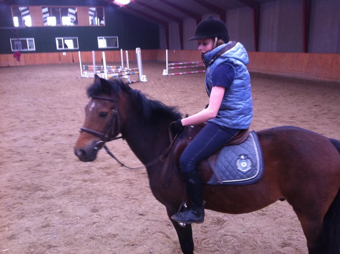 New Forest Brinkhofs Phantom (tidl. springpart) billede 15