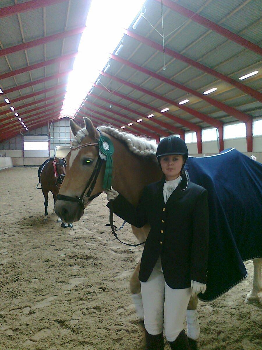 Haflinger Asterix billede 11