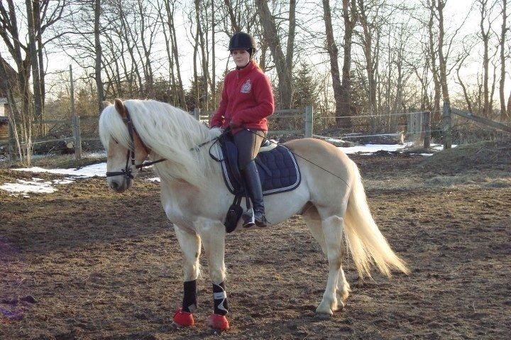 Haflinger Asterix billede 15