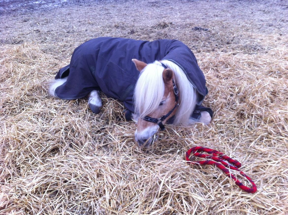 Haflinger Asterix billede 19