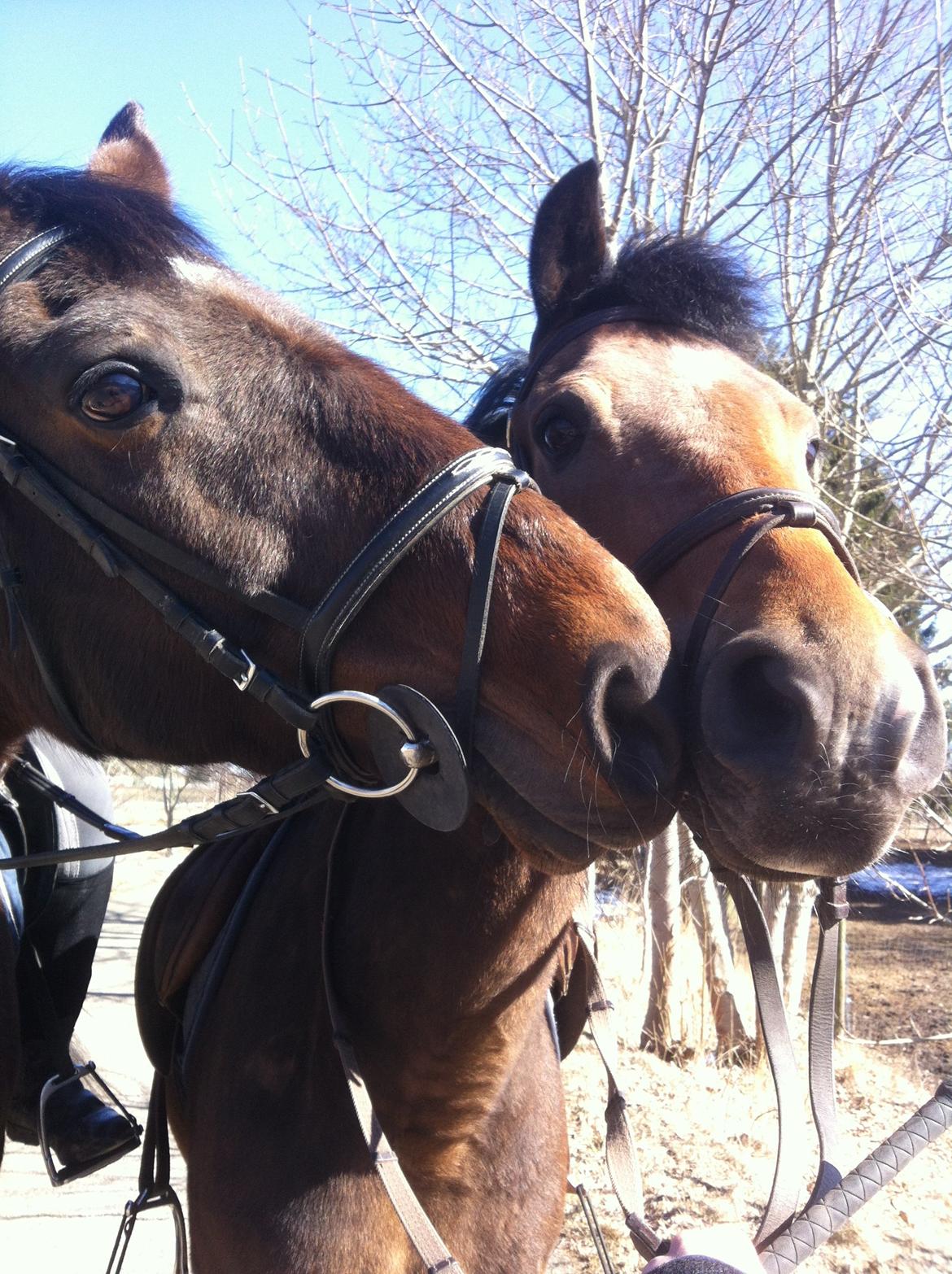 New Forest Brinkhofs Phantom (tidl. springpart) billede 13