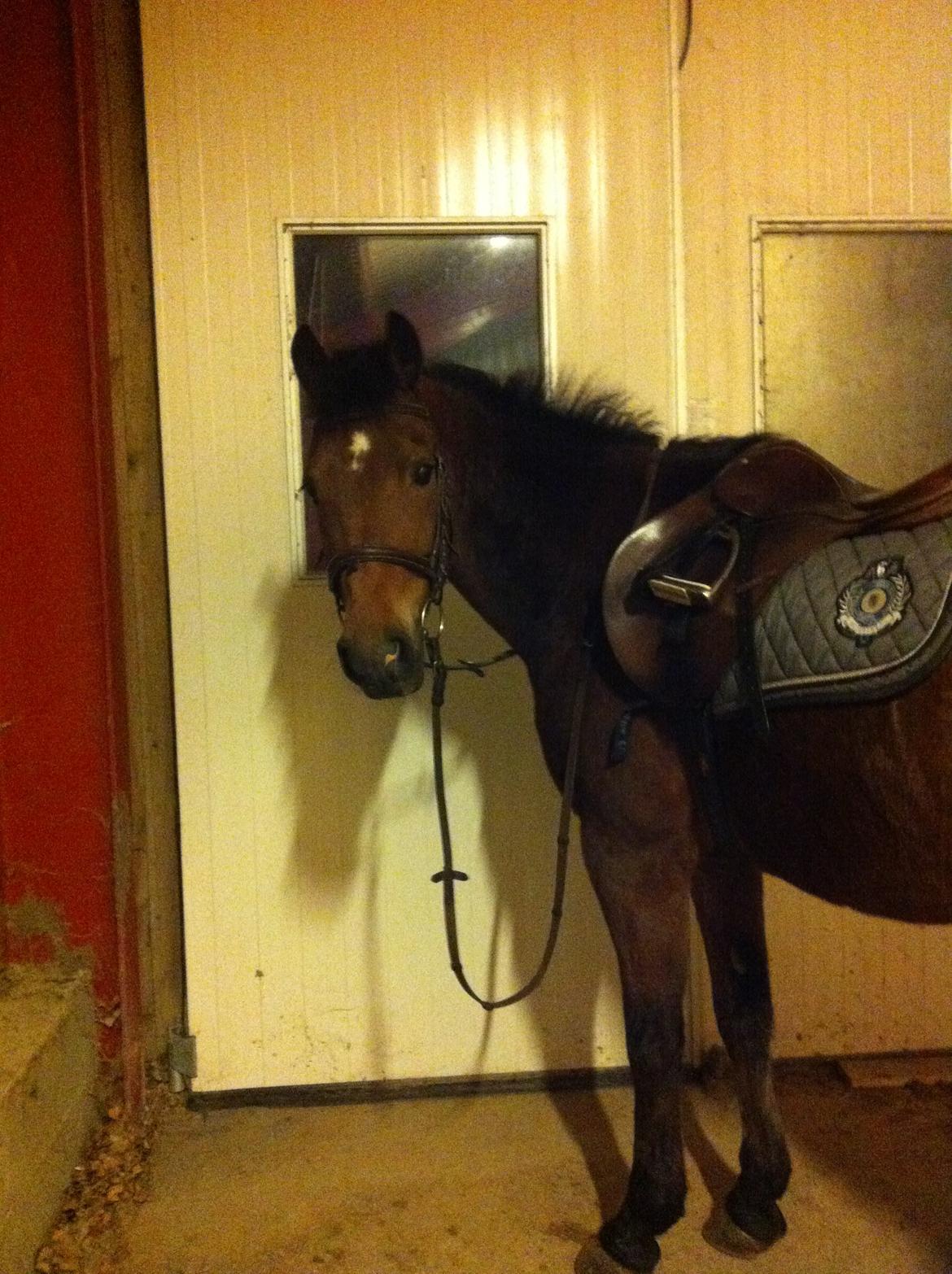 New Forest Brinkhofs Phantom (tidl. springpart) billede 17