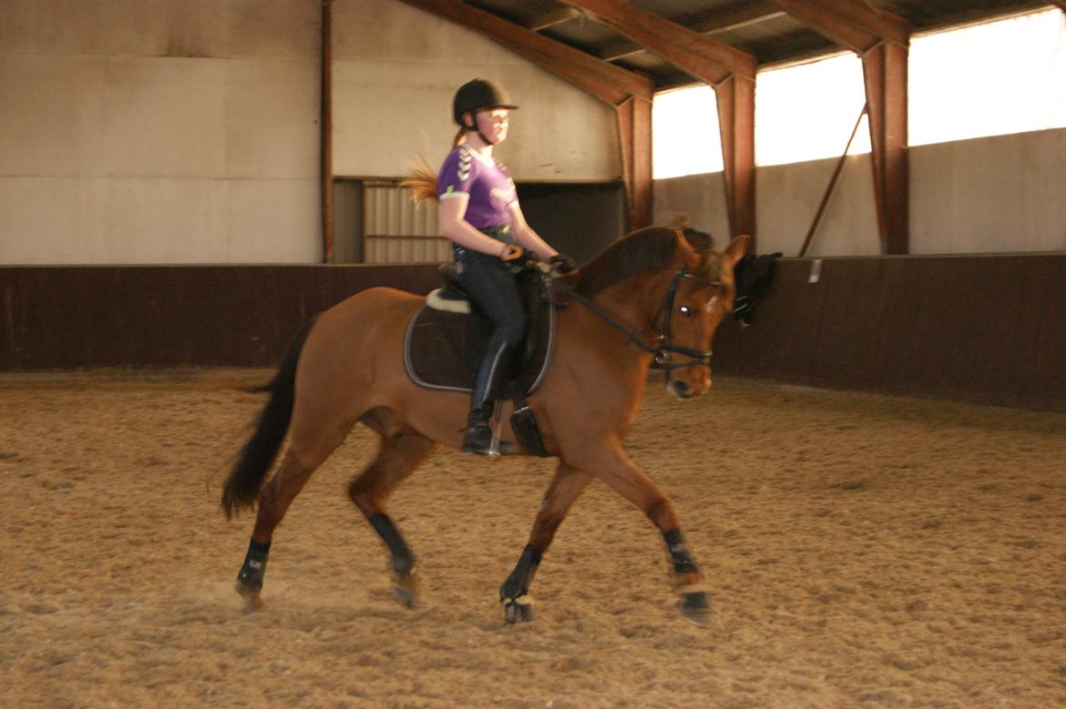 DSP Tofts Gambler billede 5