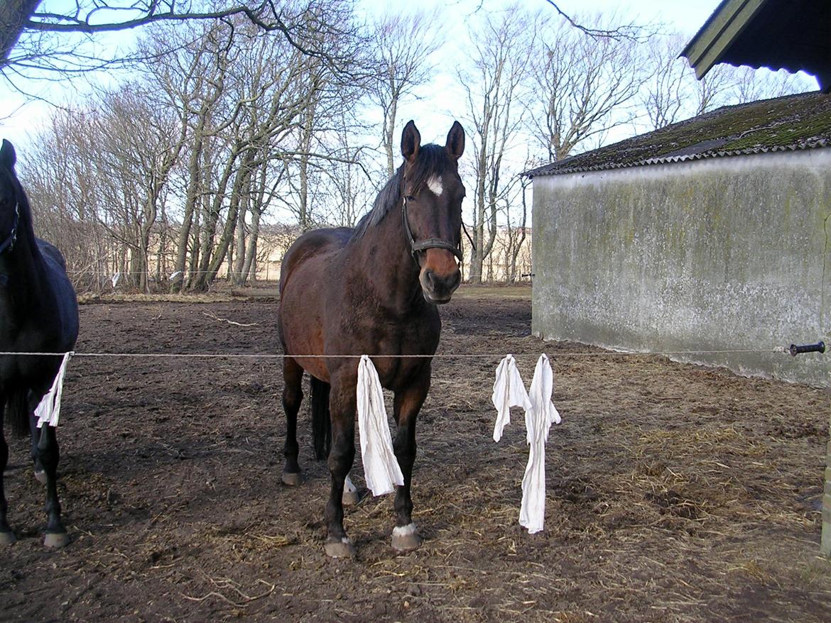 Dansk Varmblod CLAIRE - Claire 19 år billede 16