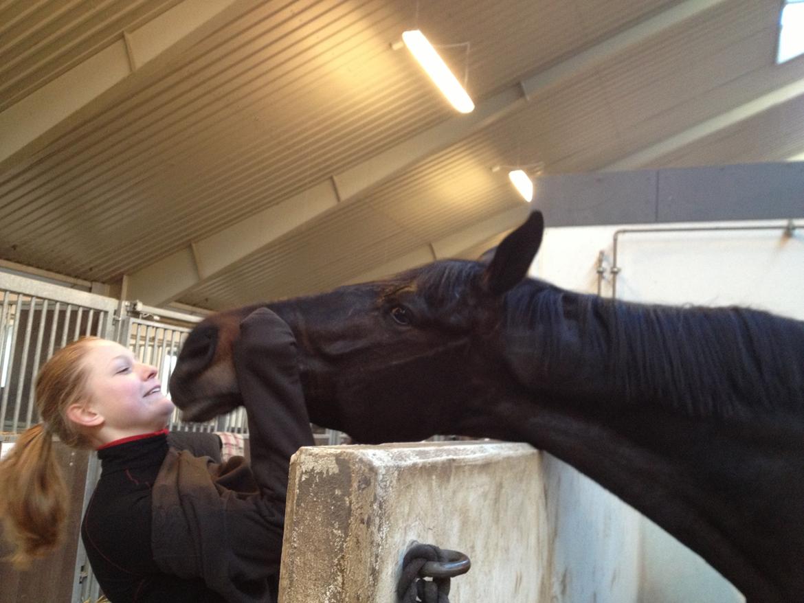 Trakehner Lancelot - Søde Lasse vil gerne klø efter ridning - og helst med hjælp. billede 16