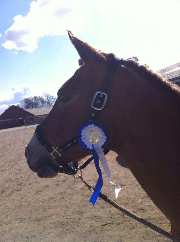 Anden særlig race Kebbe  - Efter en LB3, redet til 72,143.♥ billede 16
