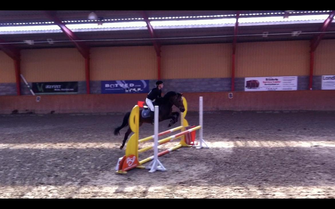 New Forest Brinkhofs Phantom (tidl. springpart) billede 14