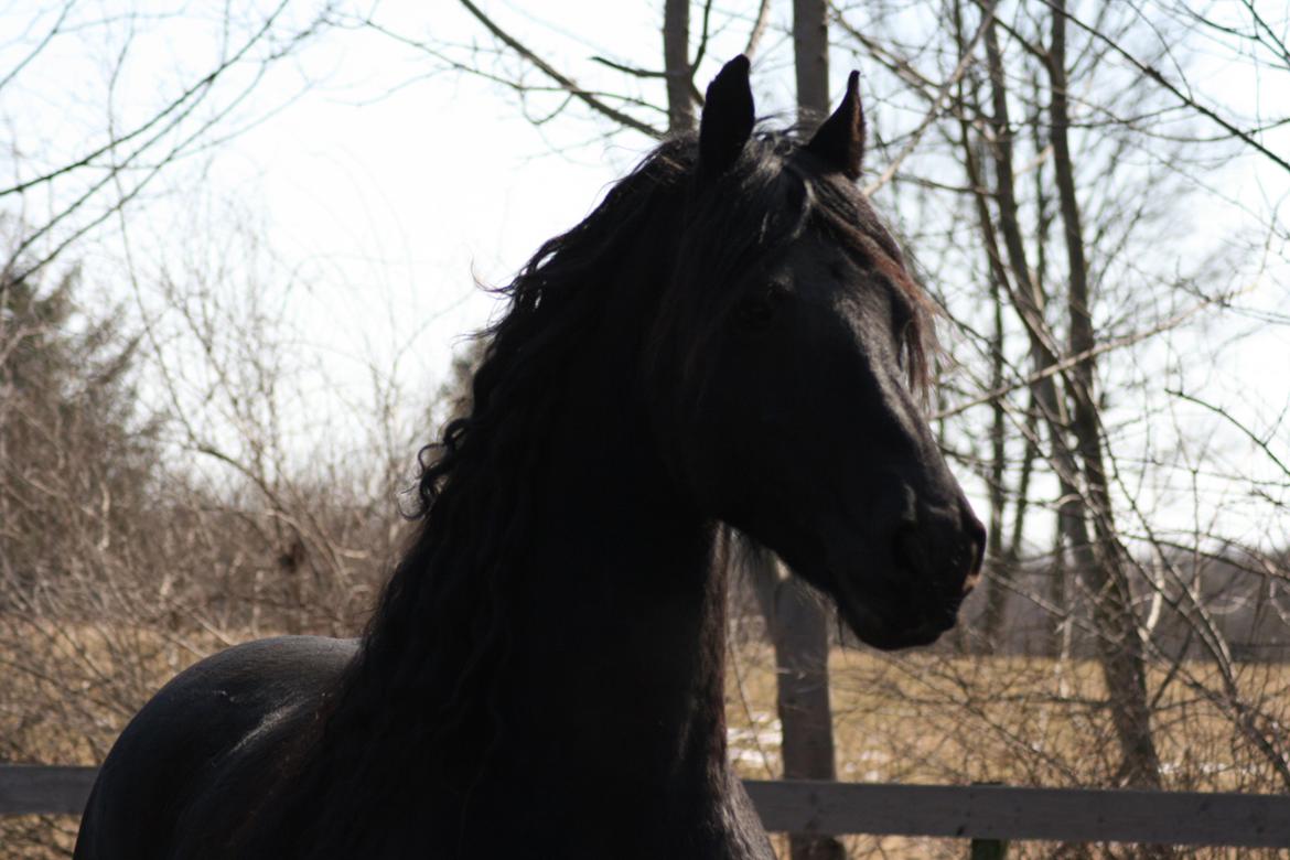 Frieser Jisk fan è Drifte billede 9