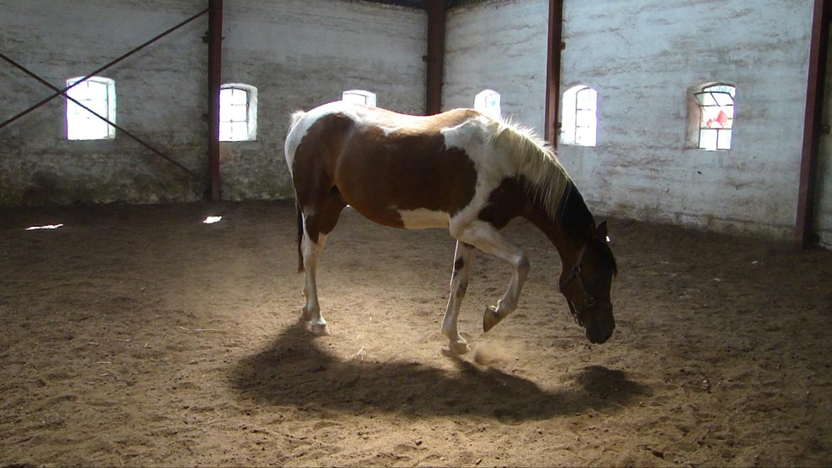 Hollandsk Sportspony Elmelunds Dalton billede 6