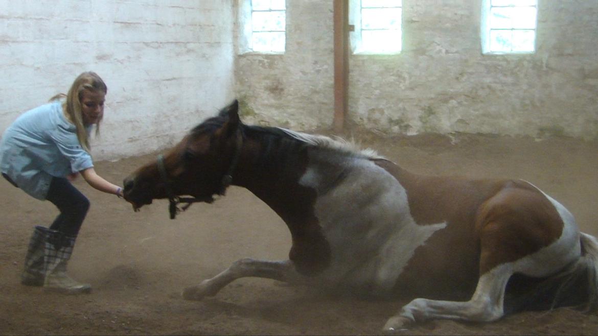 Hollandsk Sportspony Elmelunds Dalton billede 2