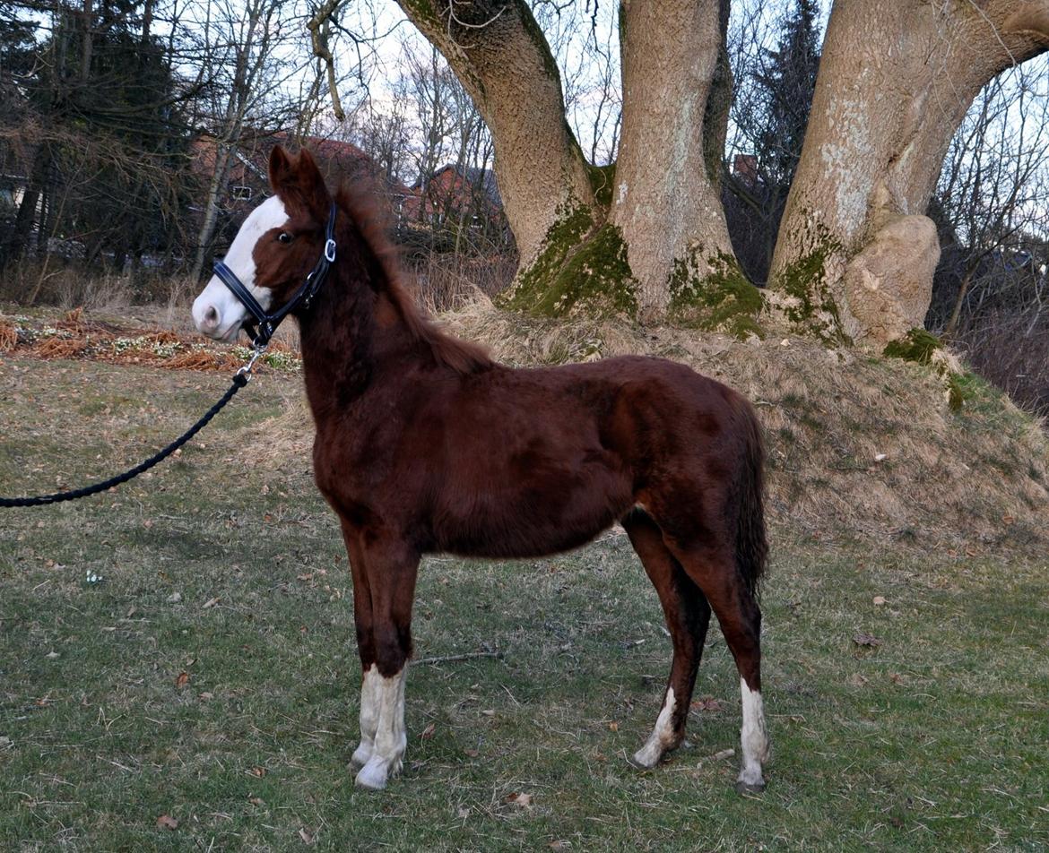 Frederiksborg Nytoftgaards Delia billede 5