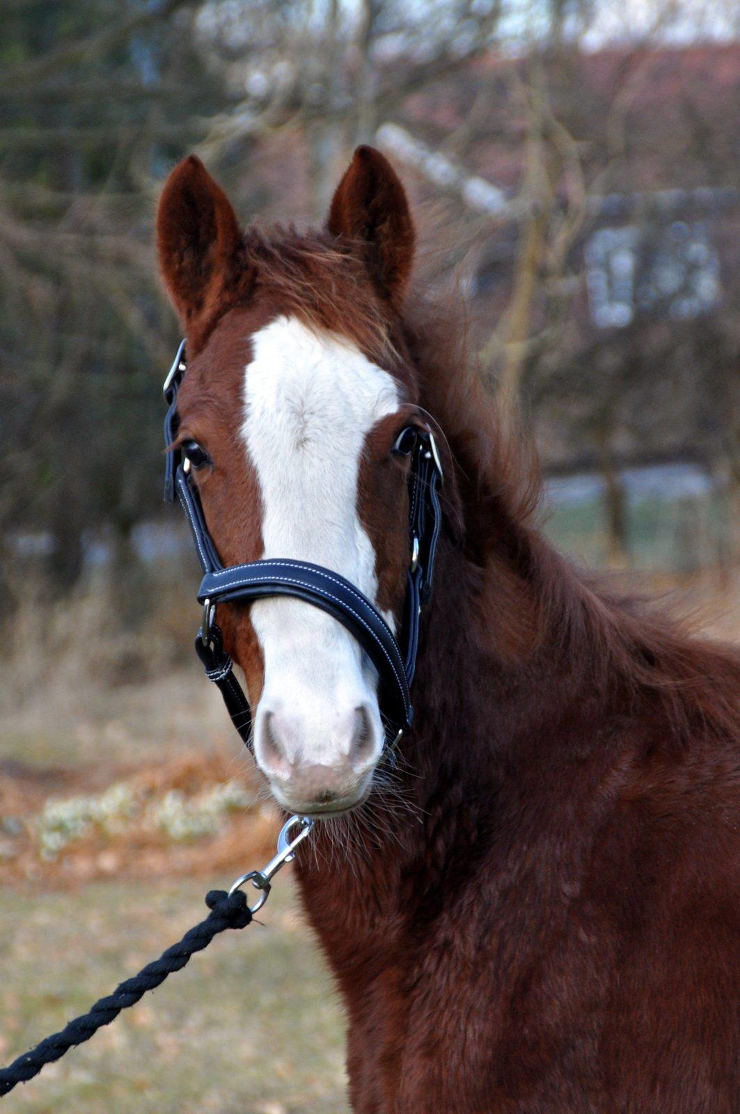 Frederiksborg Nytoftgaards Delia billede 4