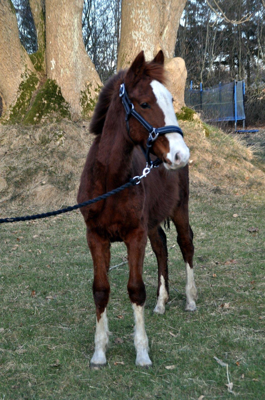 Frederiksborg Nytoftgaards Delia billede 3