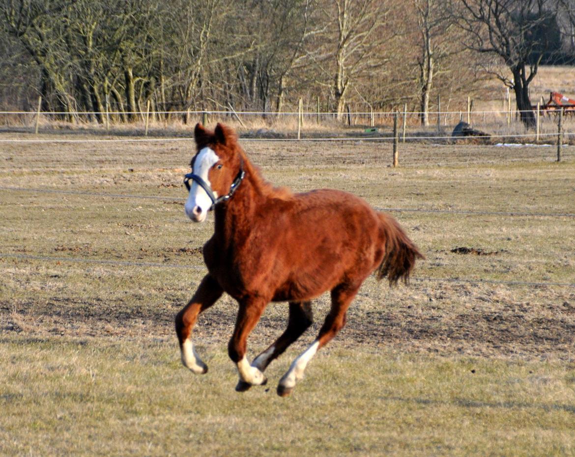 Frederiksborg Nytoftgaards Delia billede 7