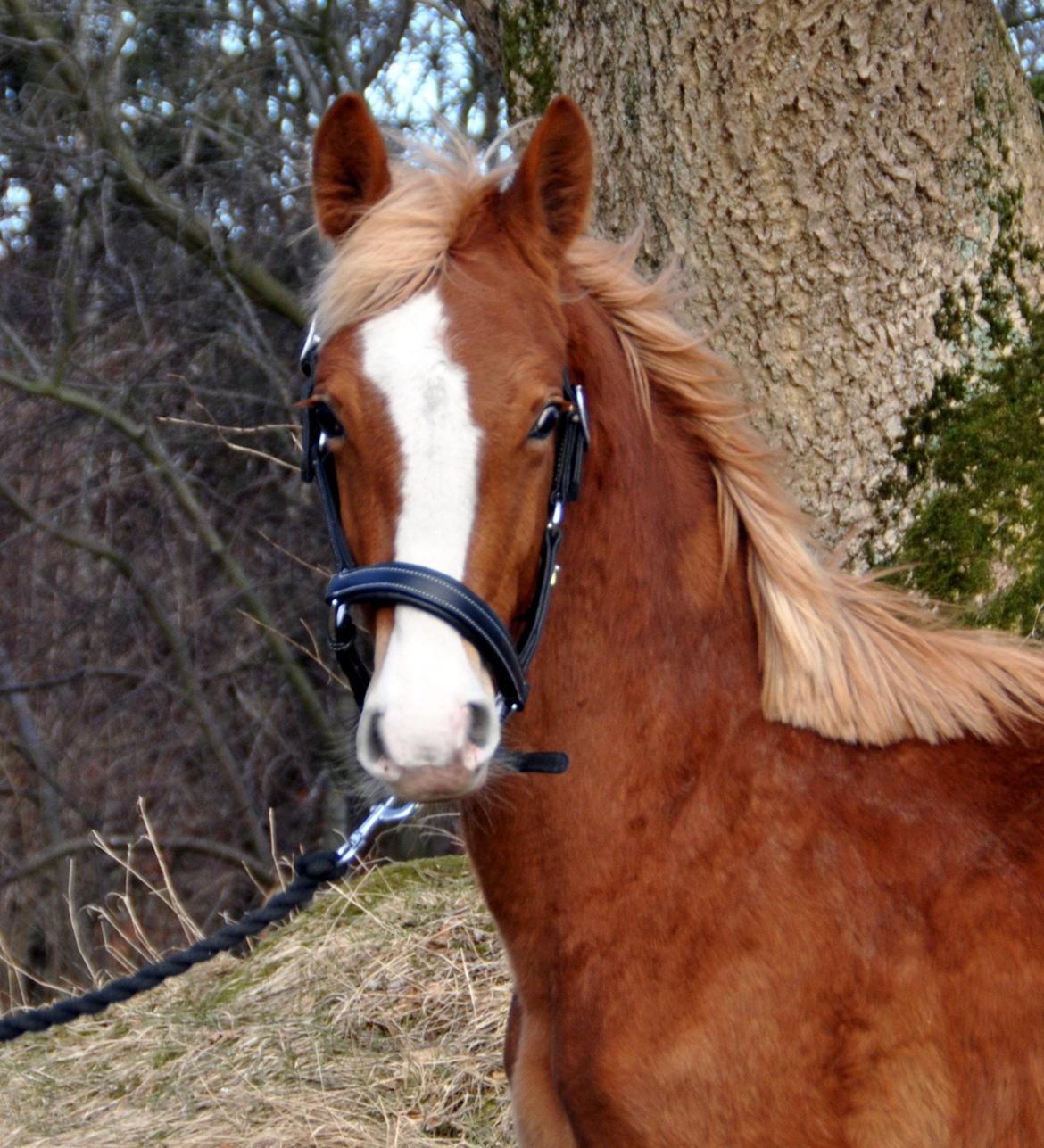 Frederiksborg Nytoftgaards Maximus billede 3