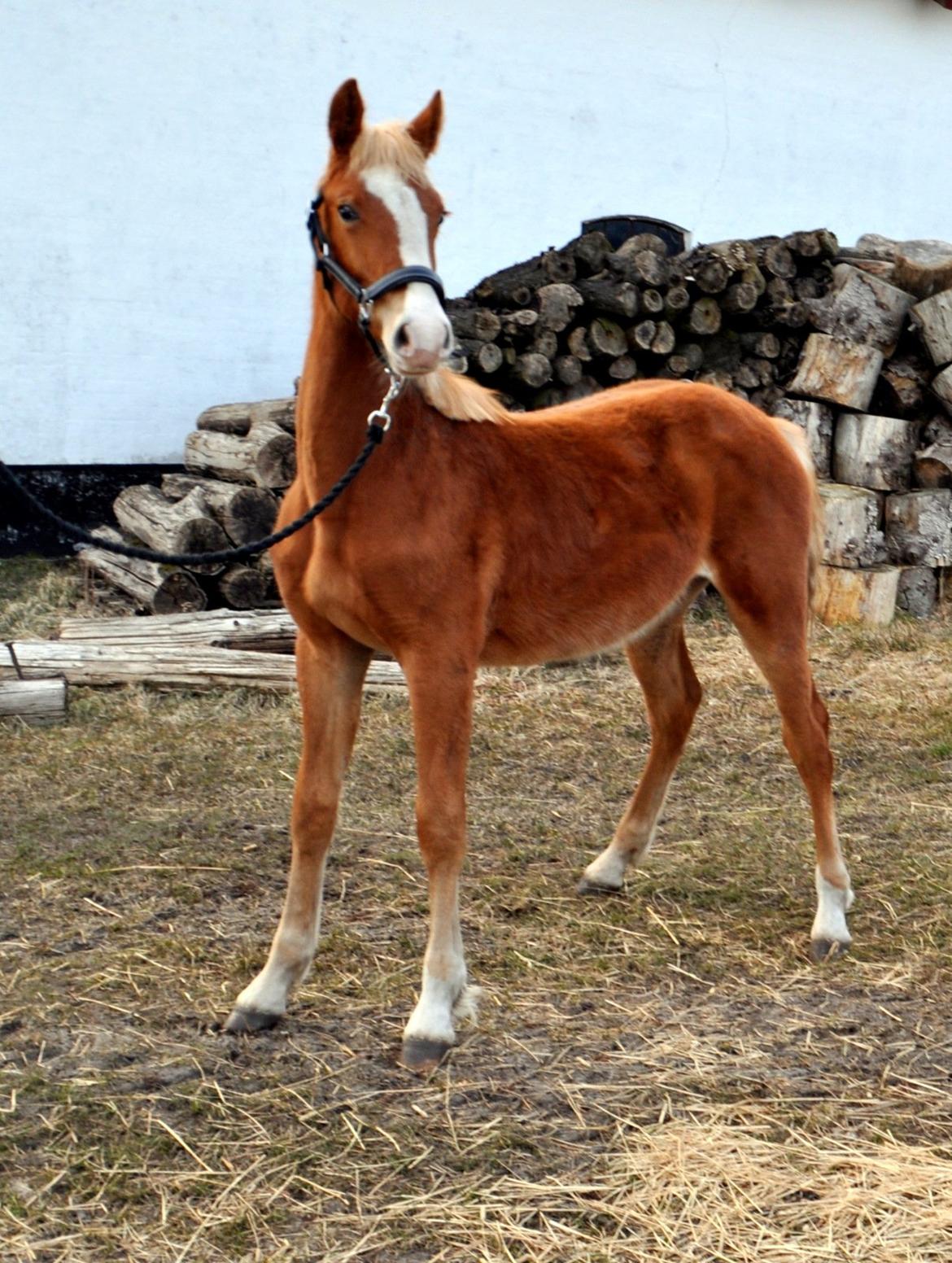 Frederiksborg Nytoftgaards Maximus billede 4