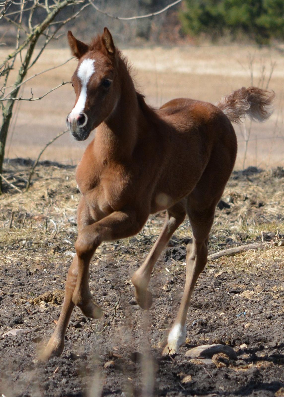 Arabisk fuldblod (OX) EA Taylor Maid billede 13