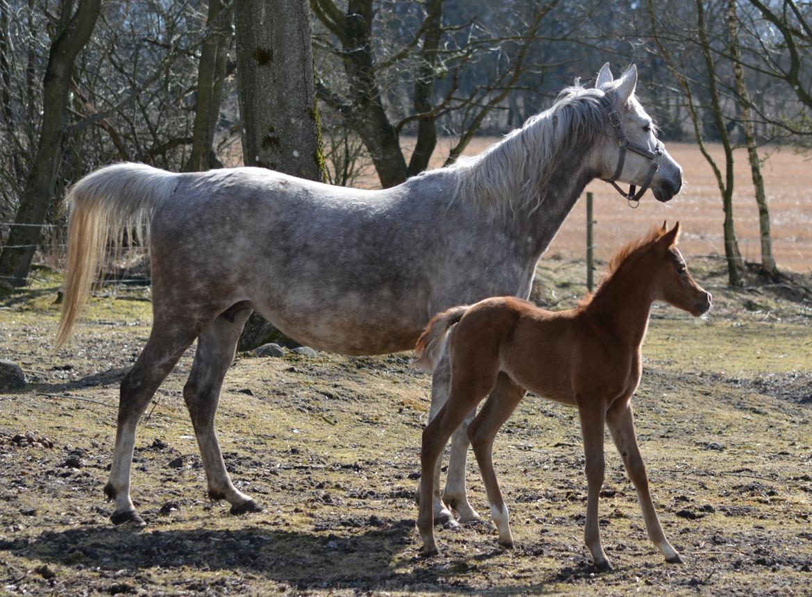 Arabisk fuldblod (OX) EA Taylor Maid billede 5