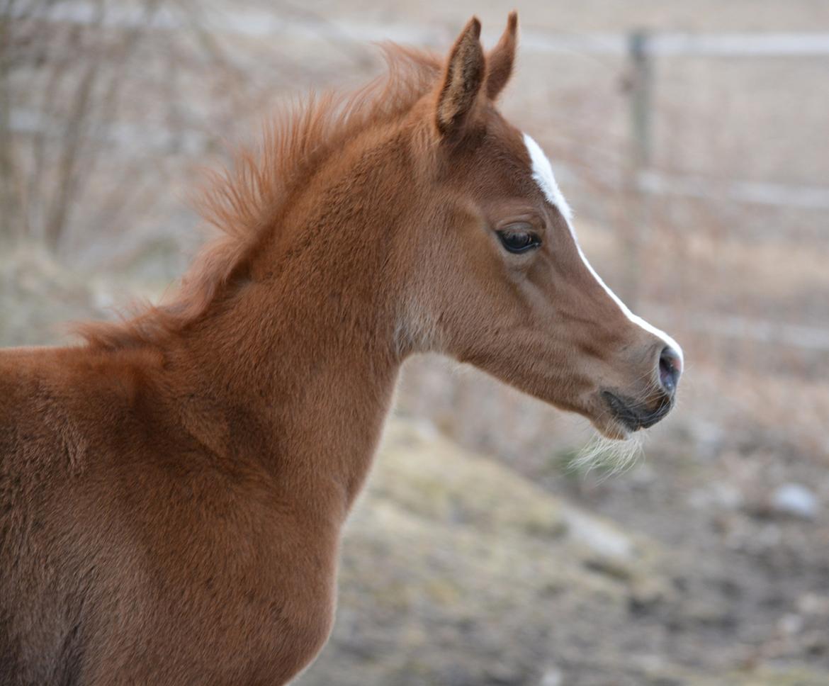 Arabisk fuldblod (OX) EA Taylor Maid billede 4