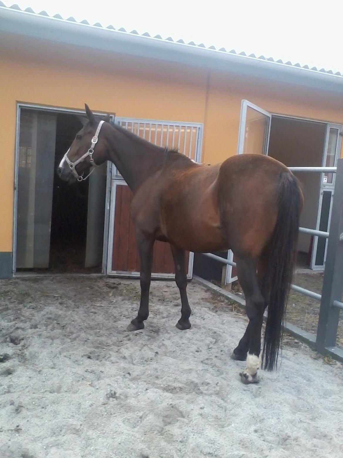 Traver Fit [med ejer] billede 13