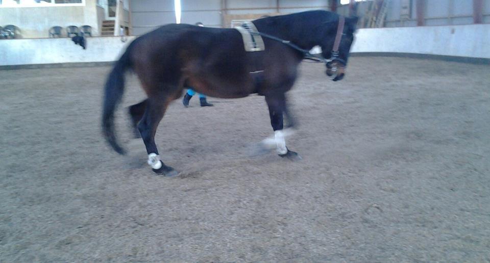 Traver Fit [med ejer] billede 11
