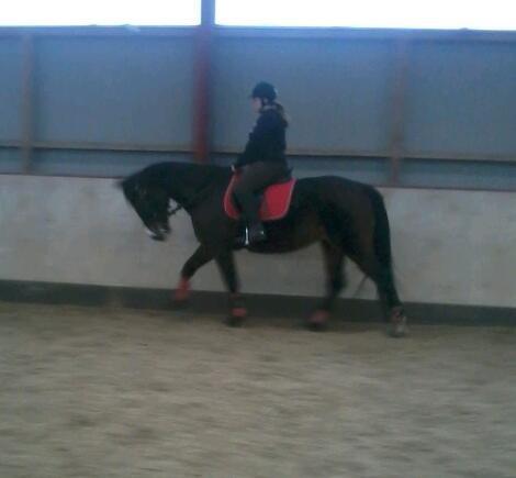 Traver Fit [med ejer] billede 3