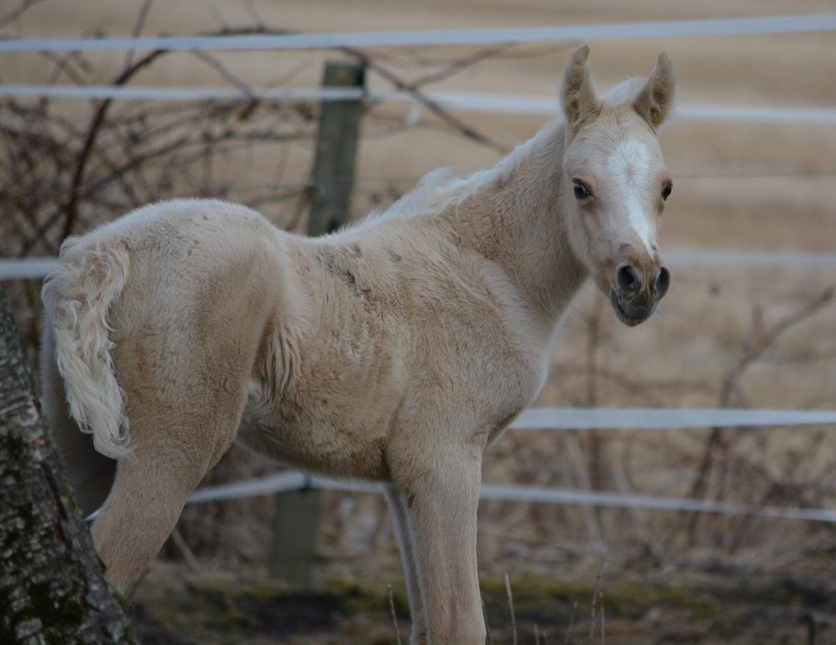Palomino Enghavegårds Akropolis (Solgt) billede 1