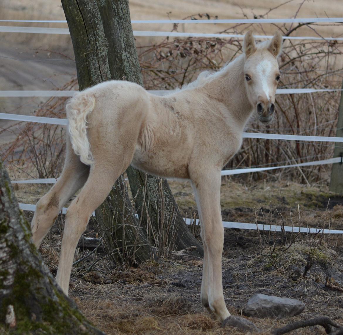 Palomino Enghavegårds Akropolis (Solgt) billede 2