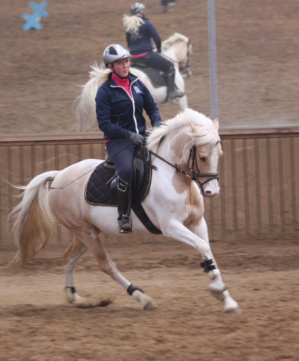 Pinto SHE DE LUXE HØJGÅRD - Luxe d 25.03.2013
under tilridning har redet hende en lille måned. hun er bare så fin. billede 9