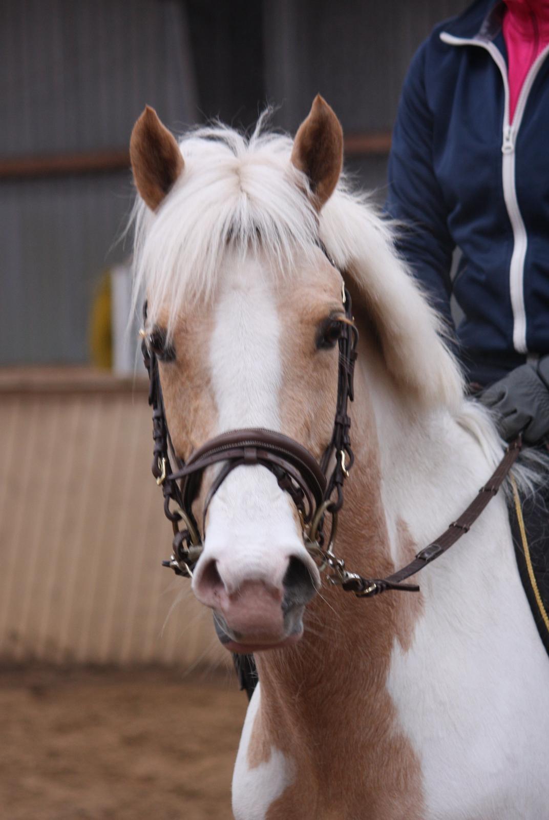 Pinto SHE DE LUXE HØJGÅRD - Luxe d 25.03.2013
under tilridning har redet hende en lille måned. hun er bare så fin. billede 12