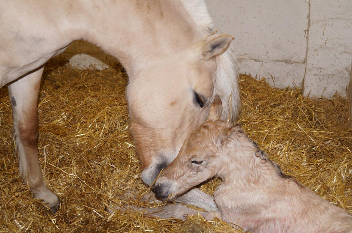 Fjordhest Højgaards Milo - 30min gammel billede 4