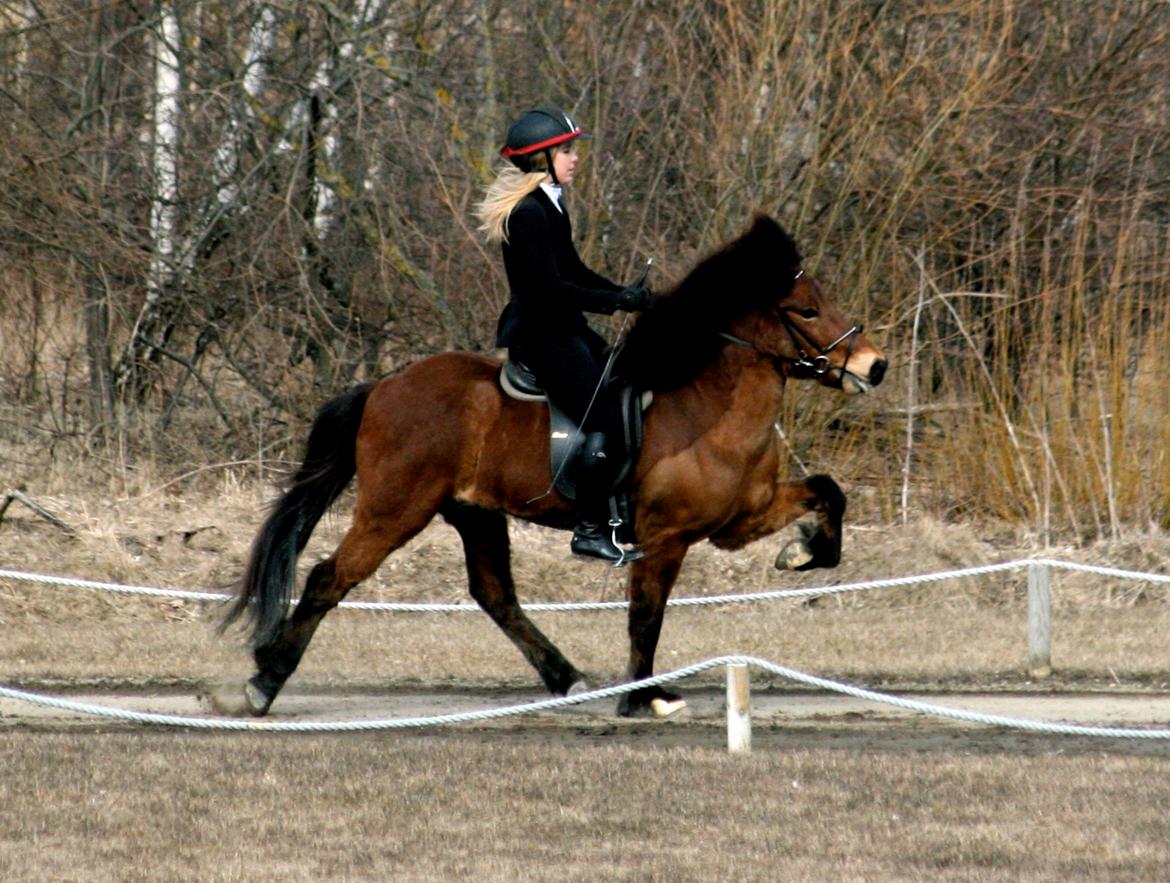 Islænder Lettir fra Skovbogaard - Thors forårsstævne 2013 billede 2