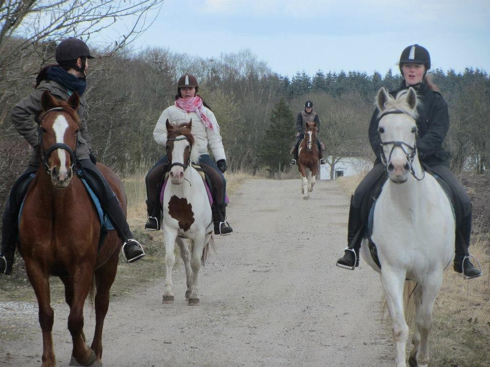 Anden særlig race Pilegådens El Camino - På tur med tosserne<3 billede 5