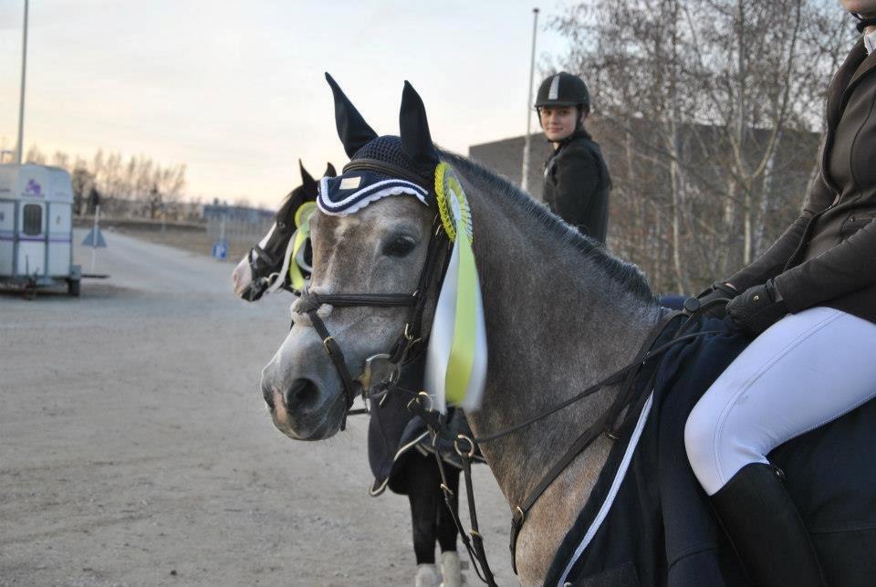 Arabisk fuldblod (OX) HM Magnifica [Maggie] billede 12