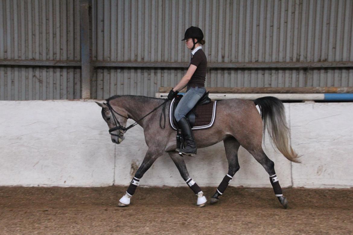 Arabisk fuldblod (OX) HM Magnifica [Maggie] - 16.10.2012 <3 Dressur billede 18