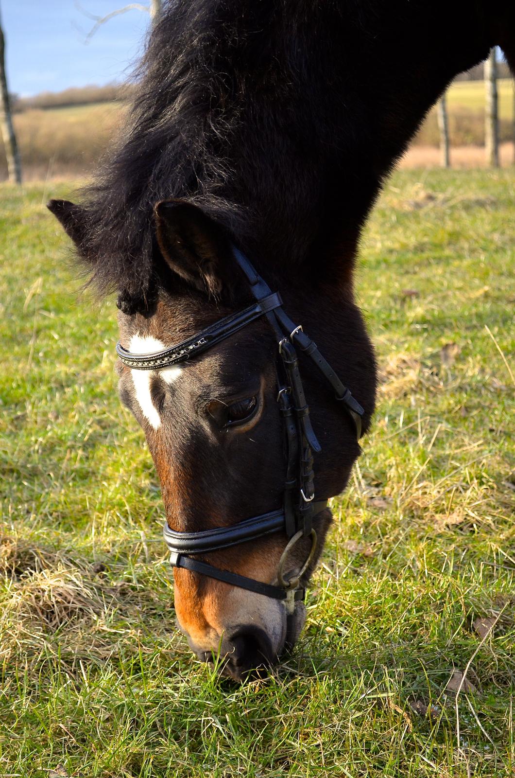 New Forest Feldholm's Penny billede 19