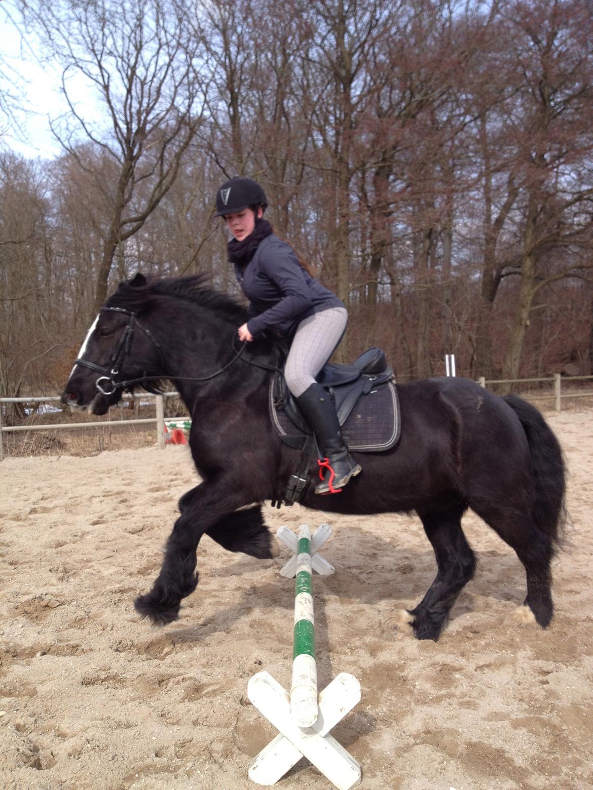 Irish Cob Sir Tonga - Ved godt jeg ligner en idiot med at række tunge men ja det gør jeg... Min skatten springer super! Foto: Mette Hansen "lillesøster" billede 14
