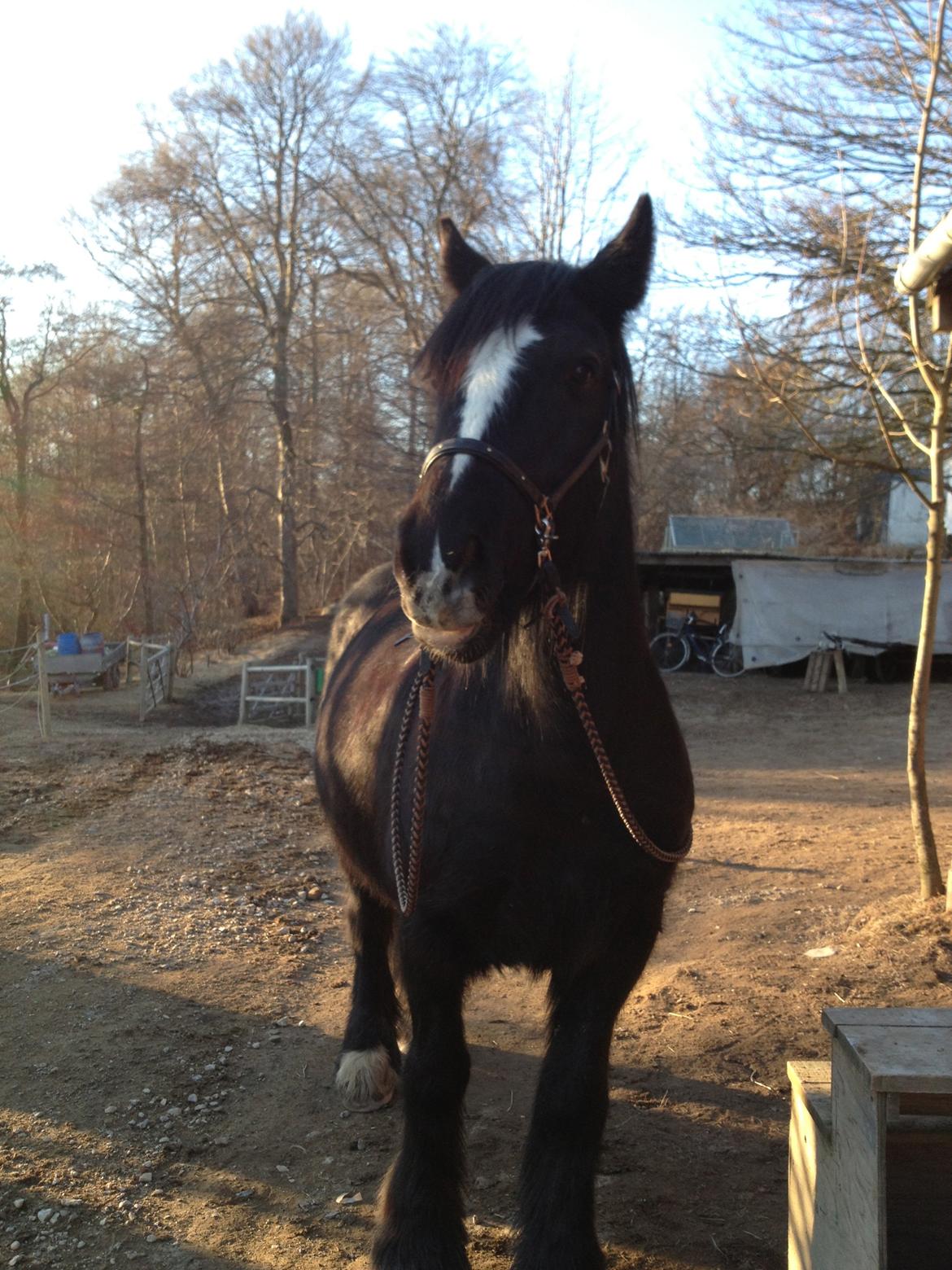 Irish Cob Sir Tonga - Hvad var det? Foto: mig billede 15