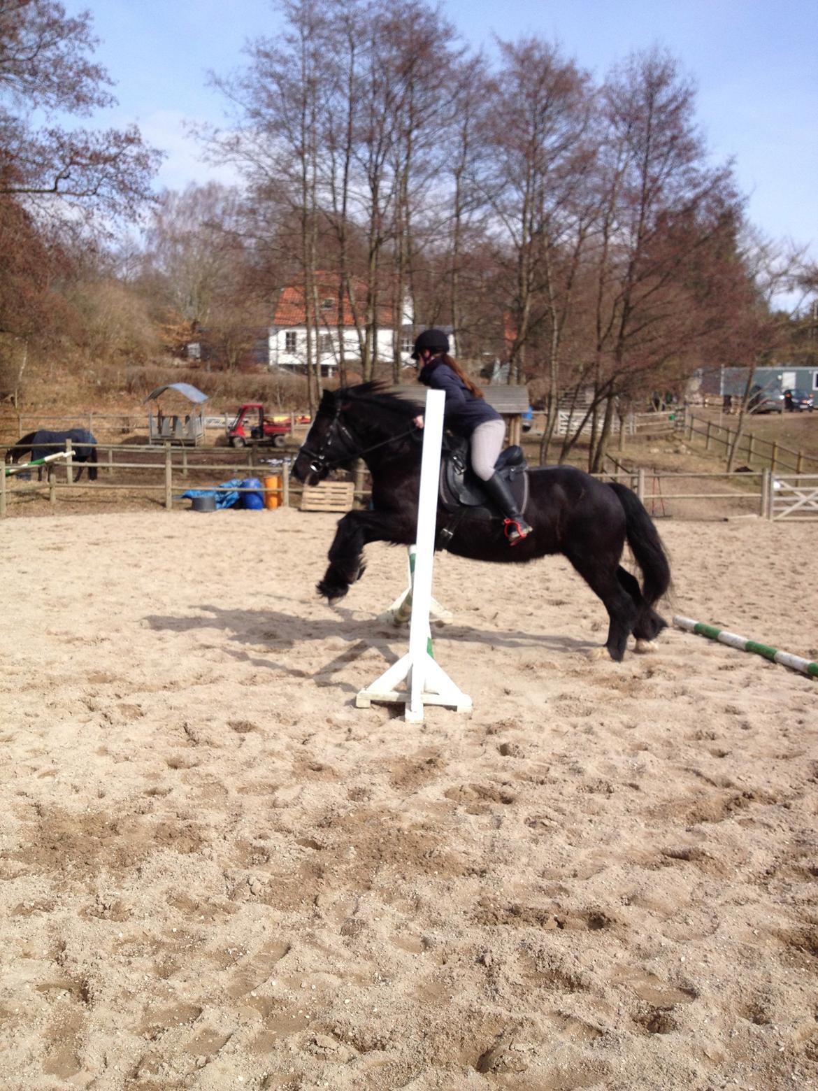 Irish Cob Sir Tonga - Vi sætter lidt for tideligt af.. min afstands bedømmelse er ikke altid fantastisk.. sorry. Foto: Mette Hansen "lillesøster" billede 16