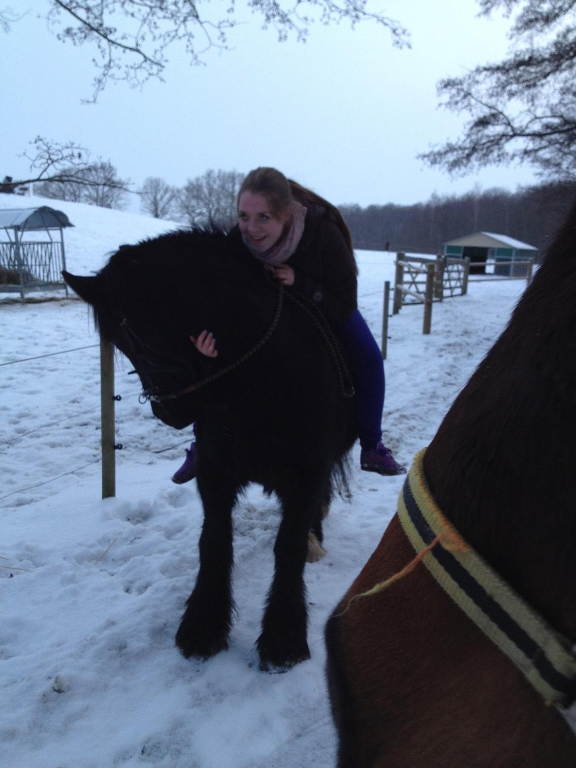 Irish Cob Sir Tonga - Undskyld mit ansigt men var ved at falde af ham den lille.. Foto: Natalie Lunde billede 17