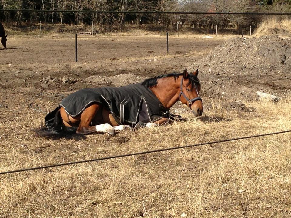 Holstener Chance billede 11