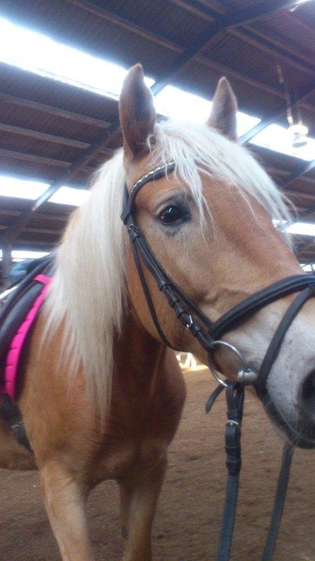 Haflinger Mimosa - Velkommen til Mimosas profil, smid en bedømmelse, så bliver vi glade :D billede 1