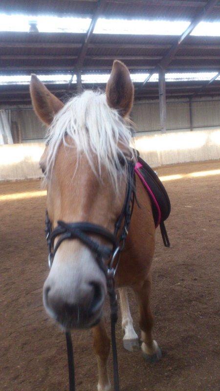 Haflinger Mimosa billede 2