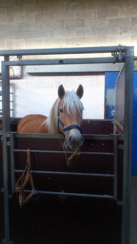Haflinger Mimosa - Mit absolutte ynglings billede af hende <33  billede 3