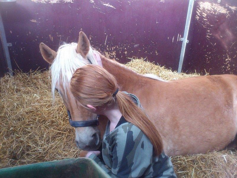 Haflinger Mimosa - You and I can conqure the world together  billede 6