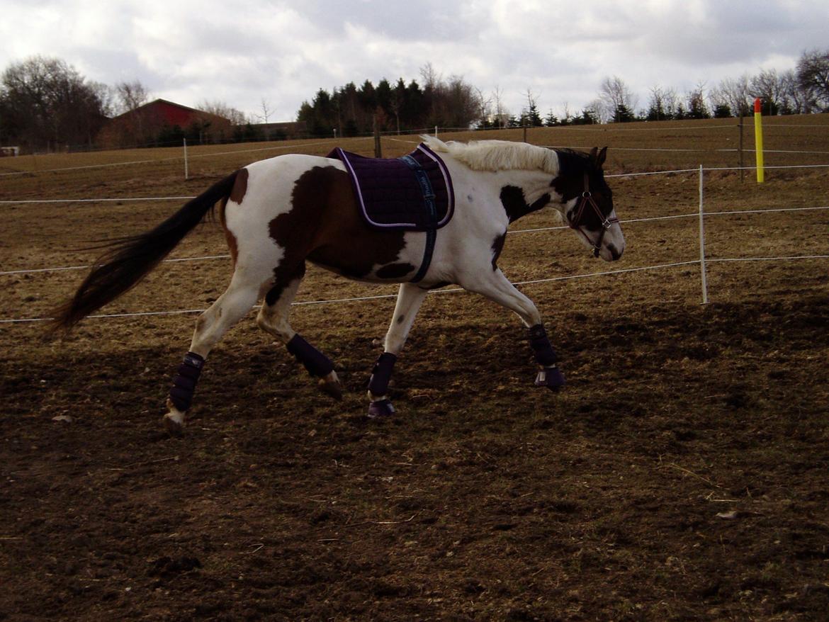 Pinto A.B. MARLEE (maluna) billede 15