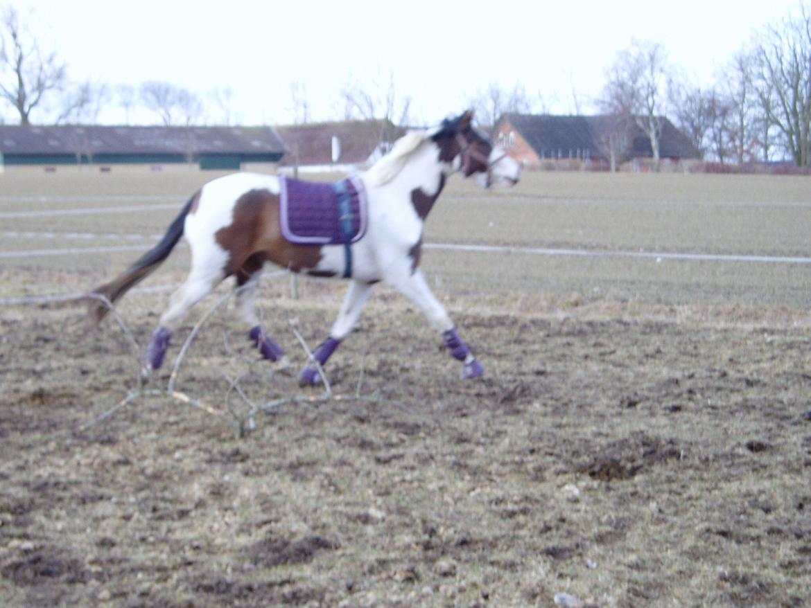 Pinto A.B. MARLEE (maluna) billede 16