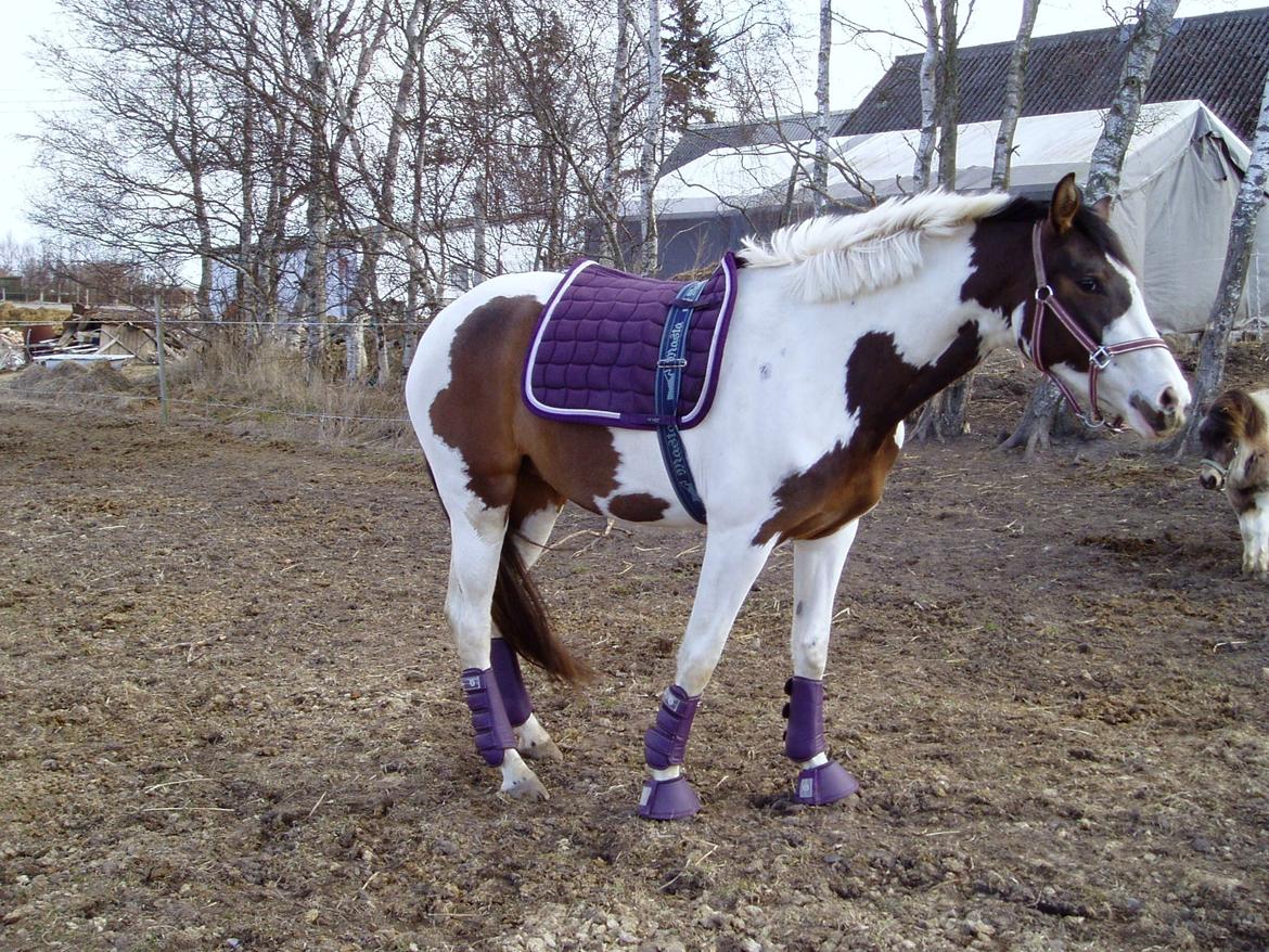 Pinto A.B. MARLEE (maluna) billede 17